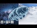 Why Scientists Are Stress Testing Tardigrades | WIRED