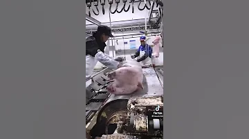 شوفو كيف يصنعون لحم الخنزير 