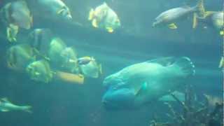 Al mahara resturant burj arab dubai 2013