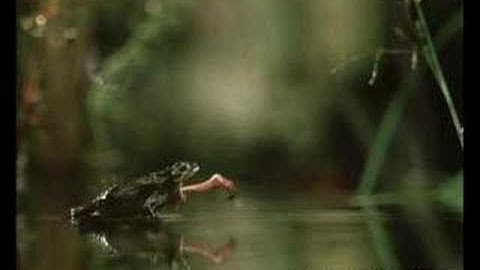 Check Your Capabilities Before Attacking Anyone