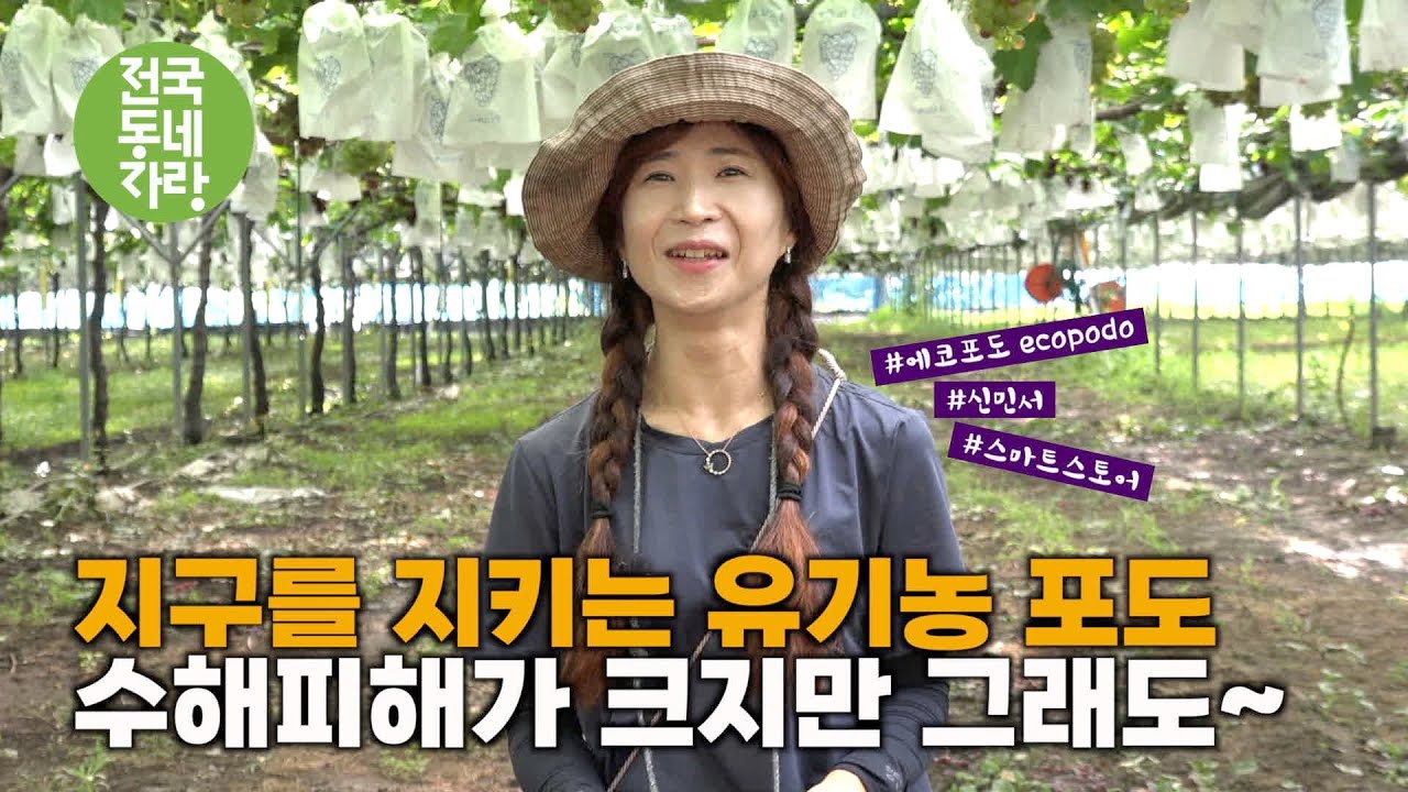 [전국동네자랑 #78] 우리에게는 내년이 있고 미래가 있잖아요! #에코포도 #신민서 #스마트스토어 #샤인머스캣