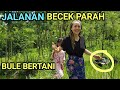 Perjuangan Istri BULE ke Sawah di Musim Hujan// AUTO KOTOR TOTAL