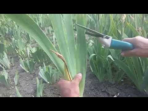 Ирис (Ирис бородатый)