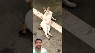 I Am Best Cat Funny Troll Cat Video