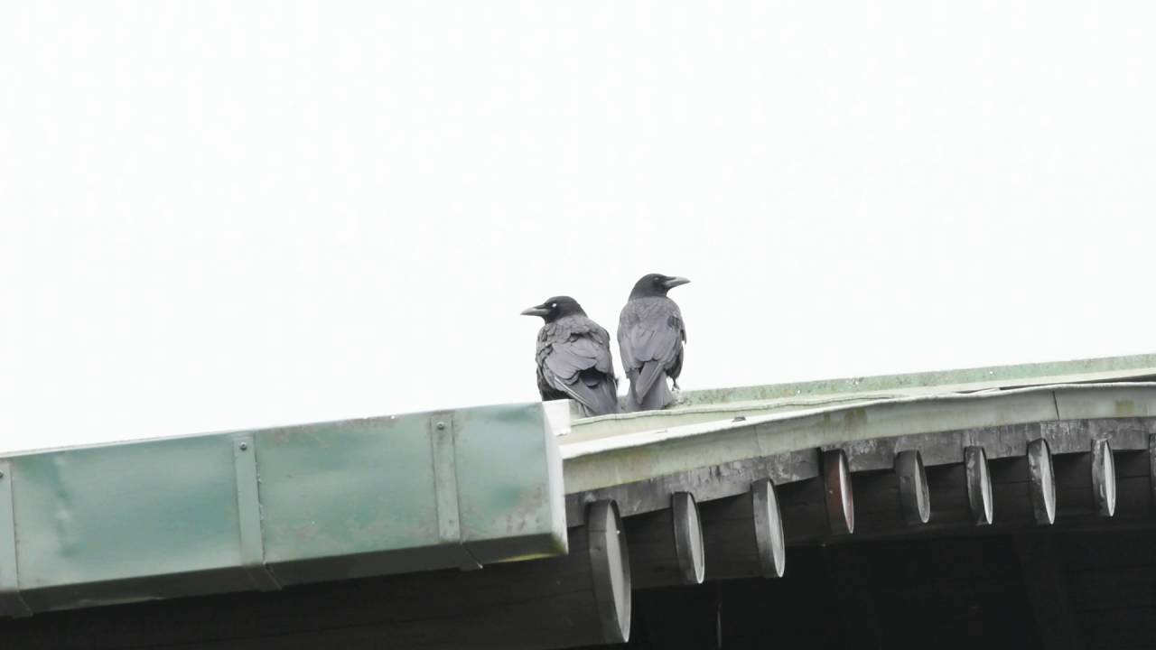 Japanese Jungle Crows - Corvus macrorhynchos