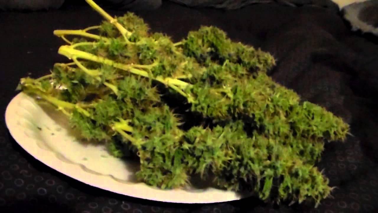 look at these nice frosty nugs