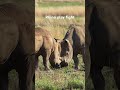 🦏 Rhinos learning to fight through play #safari #wildlife #naturelovers