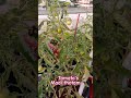 Tomatoes #tomato #tomatoes #gardening #madithottam #greenrooftop #homegarden #garden#homegardentamil