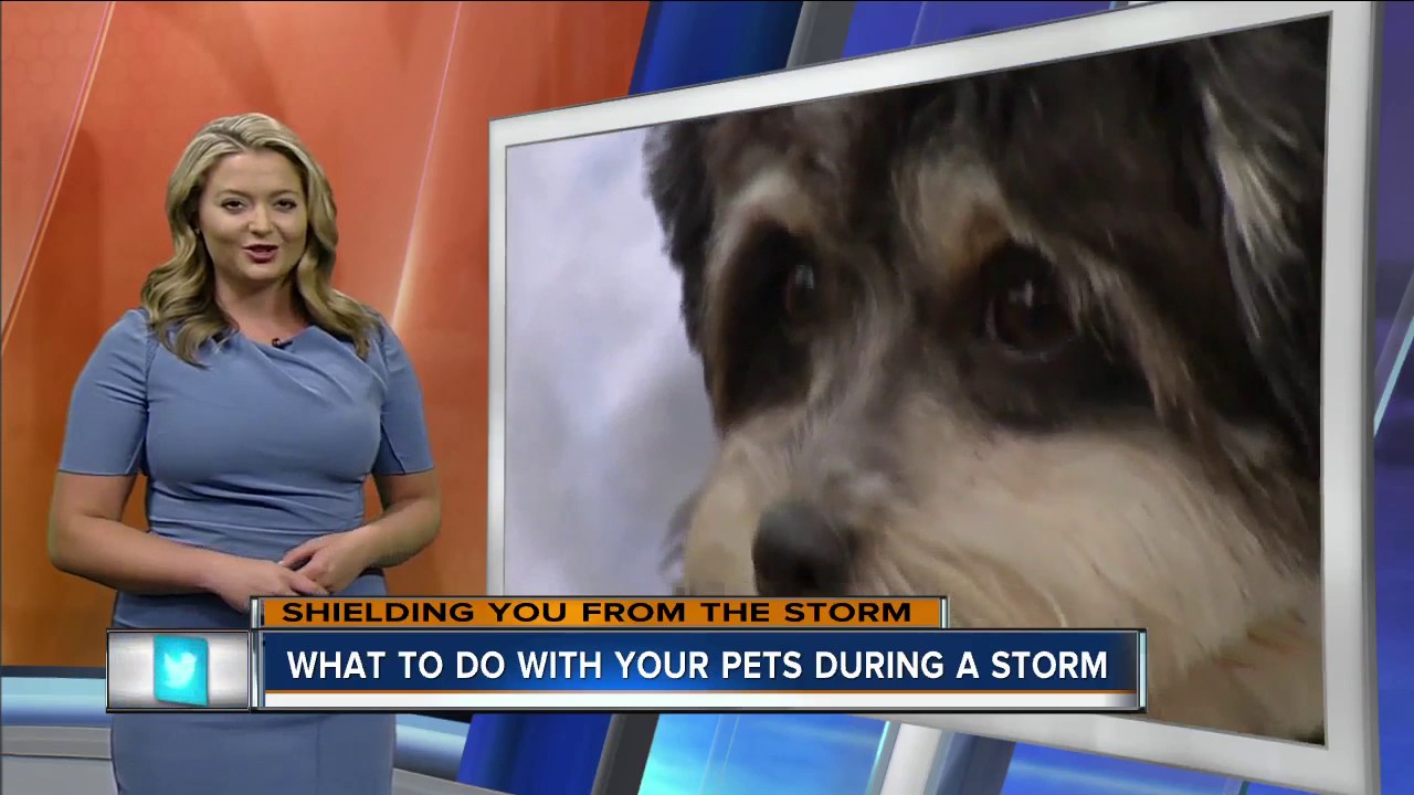 Keeping Your Pets Safe During a Storm - YouTube