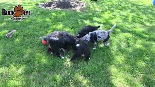 Cheerful Bernedoodle Puppies