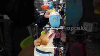 Corgi Pinoโs 7th Borkday Vlog - Part 1 #corgi #shorts
Peek into my 7the borkday blog - borkday shopping and plenty of play!
.
Hit Subscribe for my future releases.
.
My Instagram: https://www.instagram.com/pino.the.corgi
My TikTok: https://www.tiktok.com/@pino.the.corgi
My Facebook: https://www.facebook.com/corgipino/
Shop my merch: https://www.PinoTheCorgi.com
#funnypetvideso #animals #funnydogs #corgi #dog #corgibutt #Shorts Corgi Pinoโs 7th Borkday Vlog - Part 1 #corgi #shorts