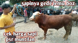 CEK HARGA SAPI DI PASAR HEWAN MUNTILAN MAGELANG JAWA TENGAH SETELAH LEBARAN