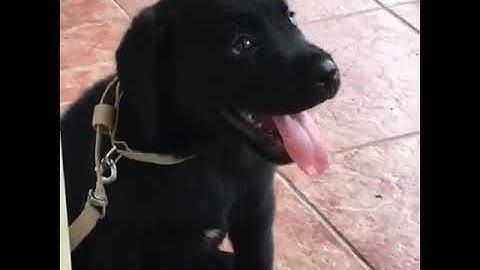 SIMBA REACTION WHEN HIS NAME CALLED 🤣🤣😅😅