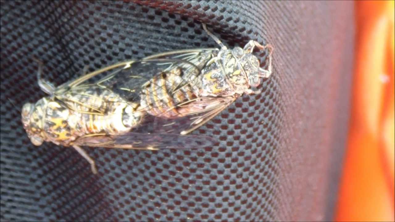 insetti in accoppiamento le cicale. YouTube insetti in accoppiamento le cicale. YouTube