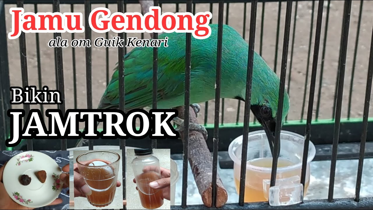 JAMU GENDONG ala Om Guik Kenari Bikin Cucak Ijo JAMTROK !!