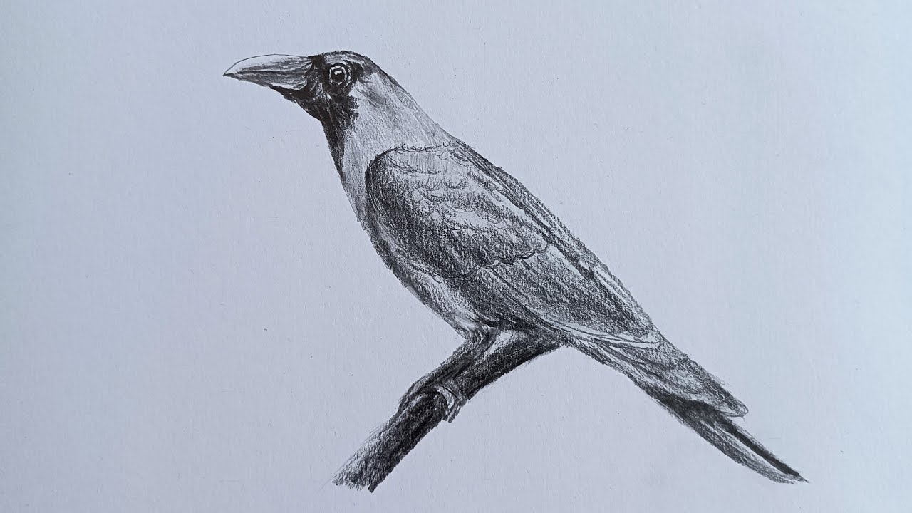 Crow Pencil Drawing  How to Sketch Crow using Pencils   DrawingTutorials101com