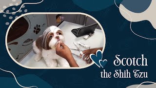 Scotch's Spa Adventure: Shih Tzu Grooming Delight! by Zane's Pet Spa 15 views 5 months ago 2 minutes, 15 seconds