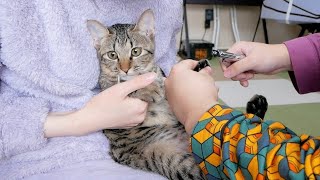 避妊手術をしたら子猫の性格が変わった!?爪切りをして確認してみた!!
