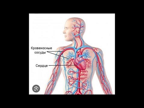 исцеление сердца. лечебная музыка для сердца и сосудов. ливанда исцеление сердца. тромб в кровеносном сосуде. исцеление сердца.