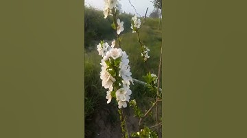 Thumbnail of plum flowers🍒🍒