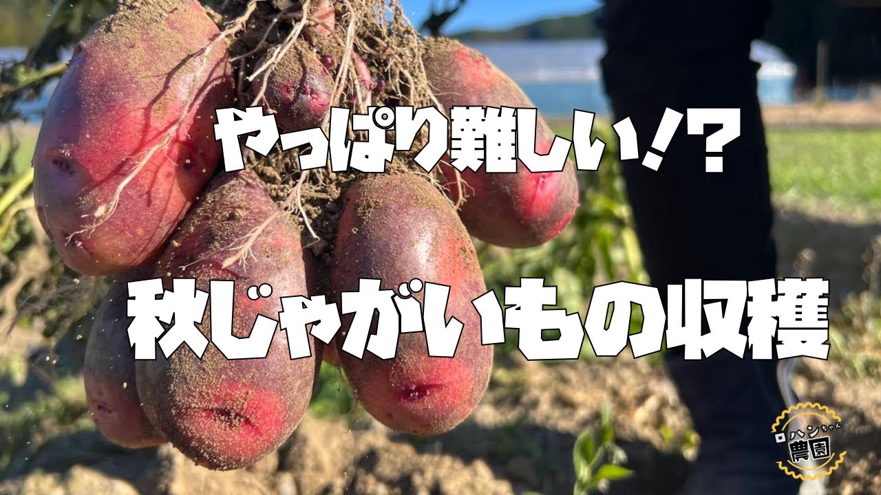 【秋じゃがいも】の収穫【農家の家庭菜園】