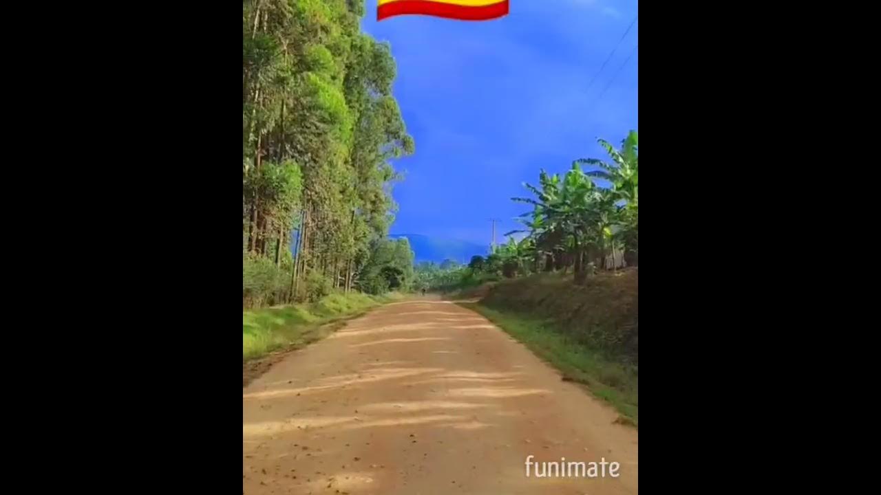 EUCALYPTUS TREES /FORESTS IN UGANDA ( USES). YouTube