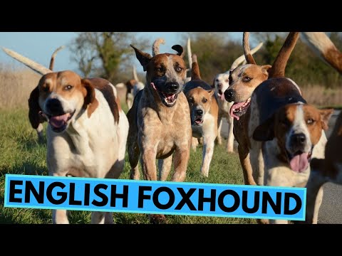 English Foxhound - TOP 10 Interesting Facts