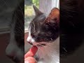 生後2ヶ月のハチワレとドキドキ至近距離😅 #子ネコ #cat #猫 #kitten #shorts #shortvideo #healing #foryou #cute #かわいい #癒し