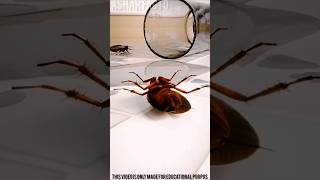 What Happens If A Roach Crawls Under Your Feet?