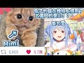 【兎田ぺこら】佩克拉的貓貓Mimi在推特獲得了50000人的點讚！？【hololive/ホロライブ】 【Usada Pekora/兔田佩克拉】