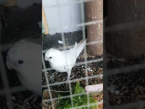 شوف جمال کوکتیل ابیض