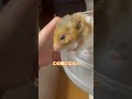 お薬が嫌いなおじいちゃんハムスター(2歳3ヶ月🐹)#_shorts #ハムスター日記 #ハムスターのいる生活 #ハムスターの日常 #ハムちゃん
