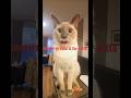 Double shot of me-owspresso? #milou #siamesecat #cat #foryou #shortsfeed #shortvideo #shorts