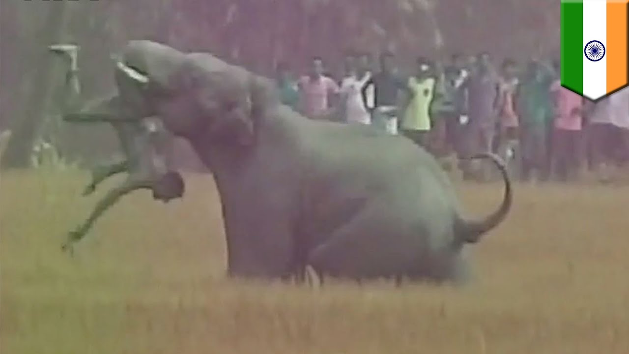 Download 460 Koleksi Gambar Gajah Mengamuk Paling Bagus Gratis HD