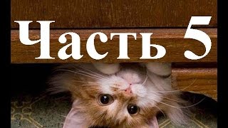 Приколы со смешными котами.Видео за 2014 г. Часть 5. Приколы со смешными котами.Видео за 2014 г. Часть 5.