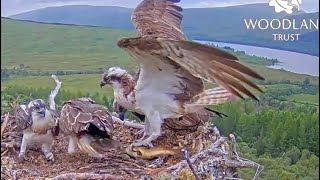 Louis the Loch Arkaig Osprey brings a very colourful trout, third fish today 25 Jul 2026 (zoom)