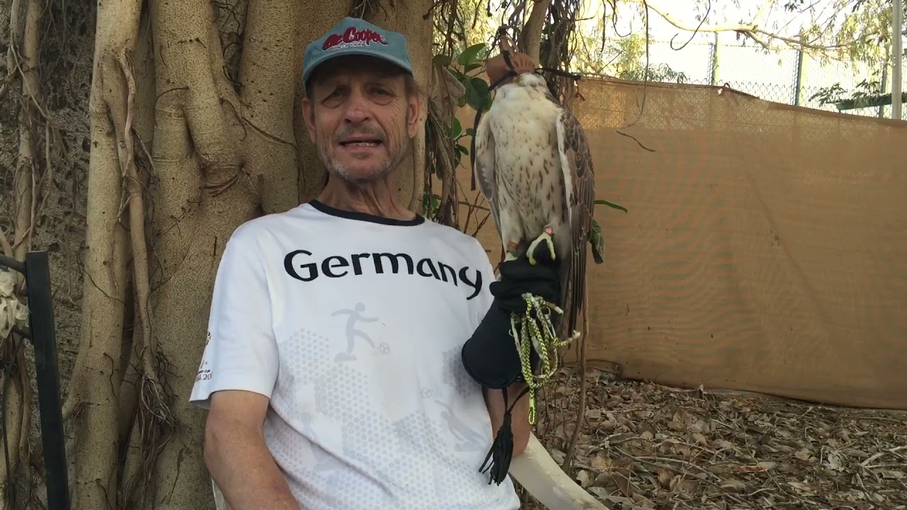 Saker falcon introduction