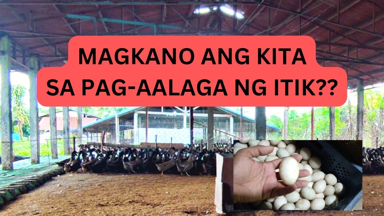 Update sa 1,900 na itik! Magkano ang gastos at kita???