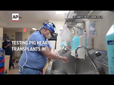 Testing pig heart transplants in donated bodies