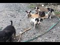 Rescue the poor abandoned mother dog and the her puppies