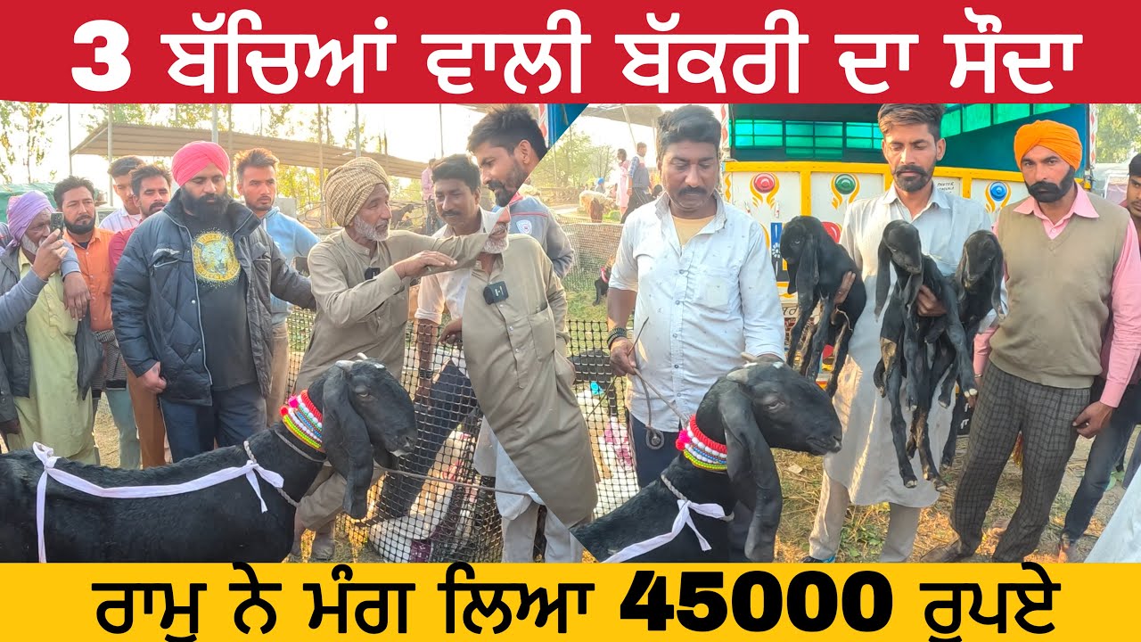 3        45000  longowal bakra mandi  goat live sauda  goat  goats 