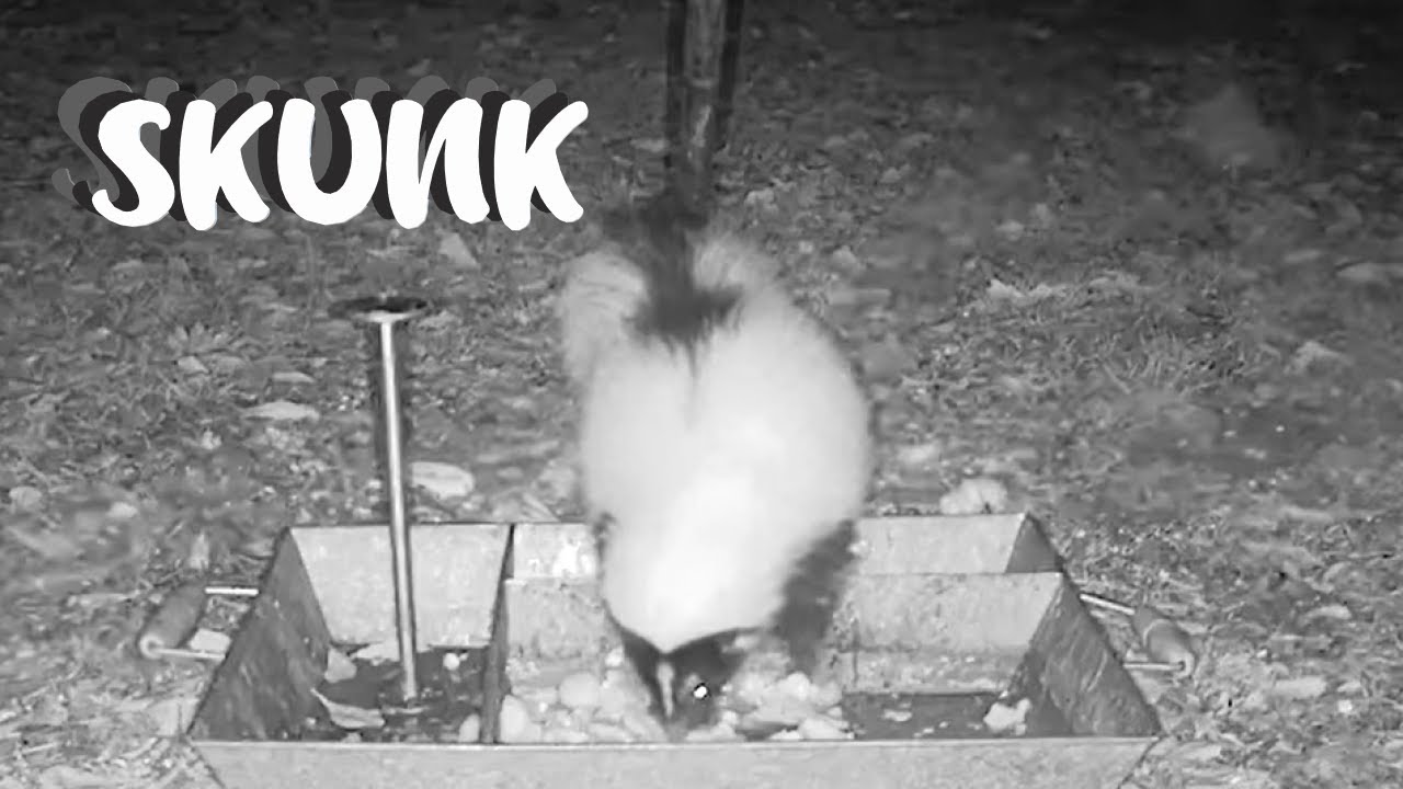 #Skunk Stops by for a Snack #Wildlife Live TV #wildanimals #animals #cuteanimals #skunks #nocturnal