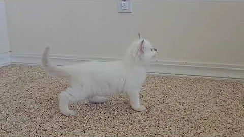 Watch the video about Lilac Point Ragdoll Kitten - Riverside Rags Lavender