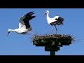 White Stork Courtship