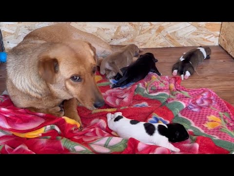 Собака Люся и щенки переехали/У лисёнка новый дом