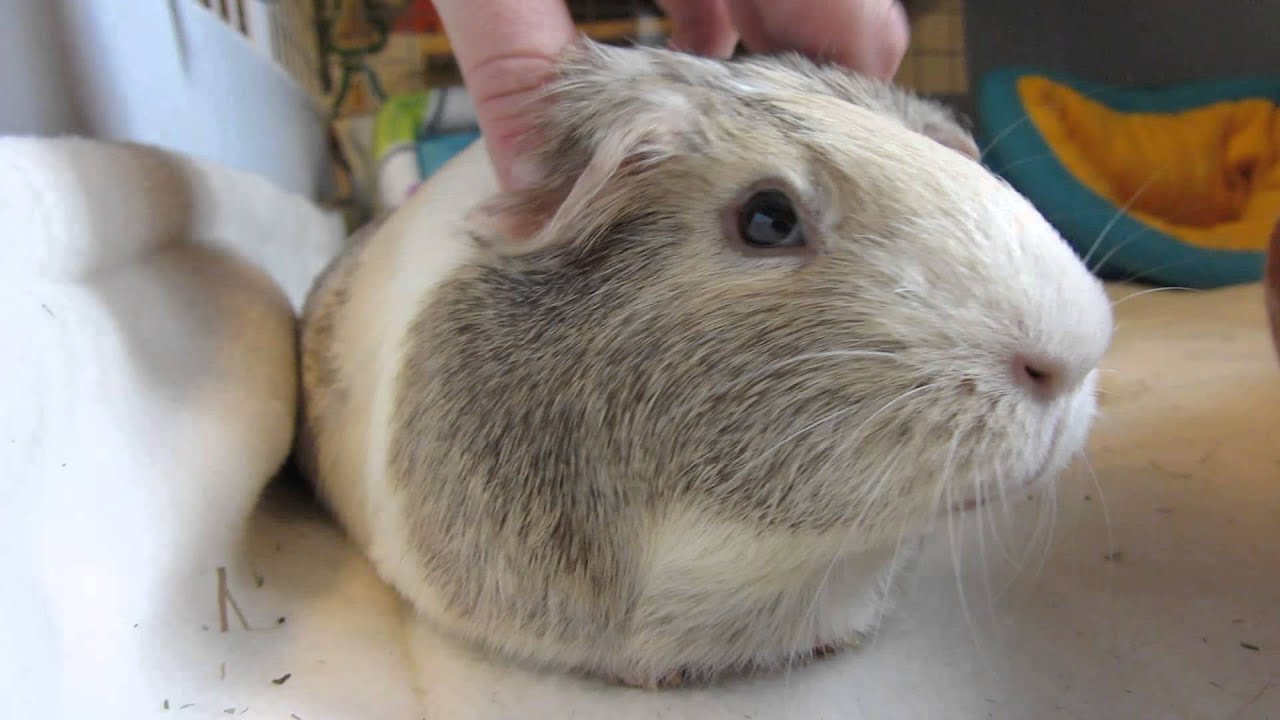 Guinea Pigs Take Patience, Effort & Time To Tame YouTube
