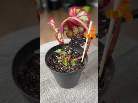 Video: Cuidado de las begonias rizomatosas: aprenda a cultivar begonias rizomatosas