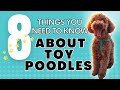 8 things you need to know about Toy Poodles