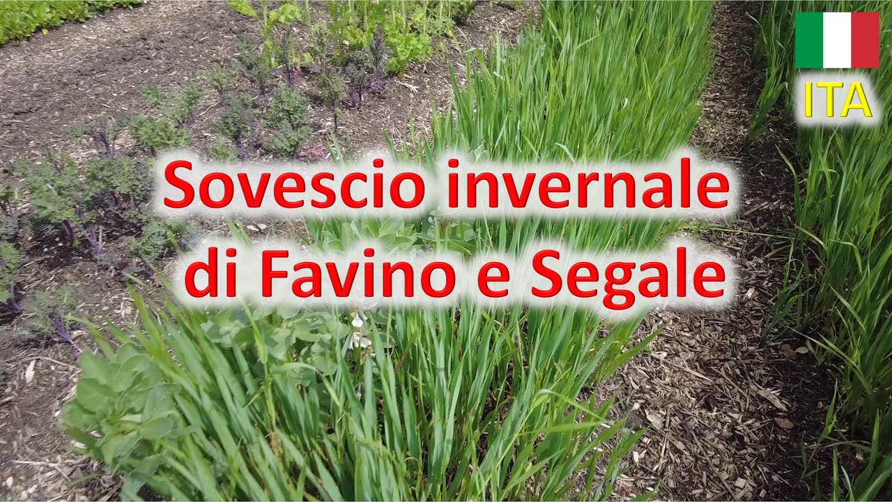 Sovescio invernale di Segale e Favino nell'orto no-dig