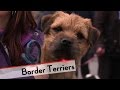 Border Terrier - Bests of Breed の動画、YouTube動画。